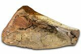 Fossil Hadrosaur Tibia Bone Section - Wyoming #371523-1